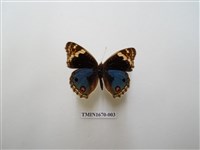 藏品(青眼蛺蝶)的圖片